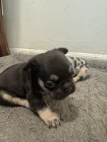 Female, a female French Bulldog for sale in Imperial, MO – 4 of 5