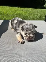 Male, a male French Bulldog for sale in Imperial, MO – 2 of 3