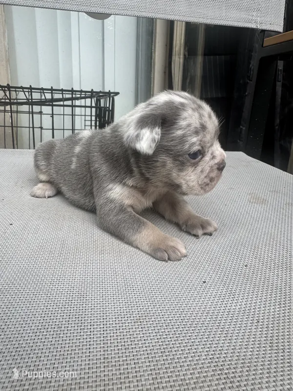 Male – French Bulldog puppy for sale in Imperial, MO