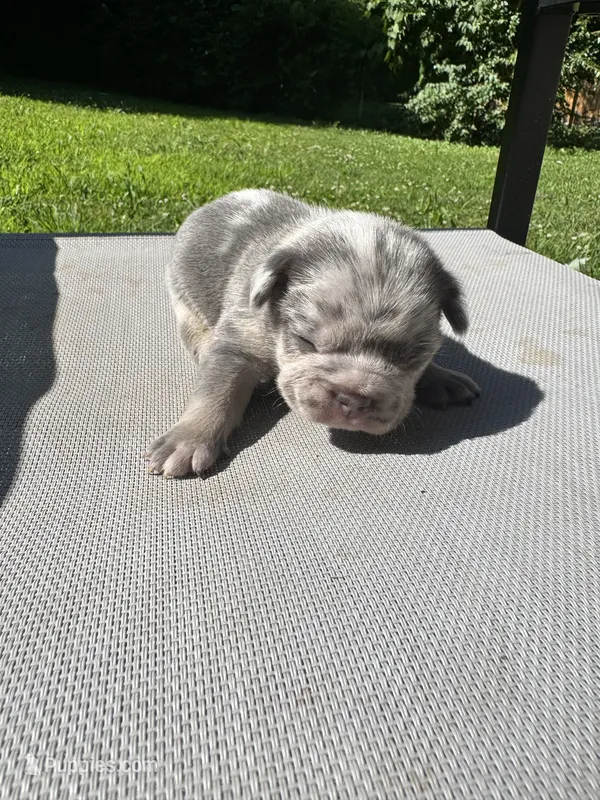 Male – French Bulldog puppy for sale in Imperial, MO