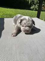 Male, a male French Bulldog for sale in Imperial, MO – 1 of 3