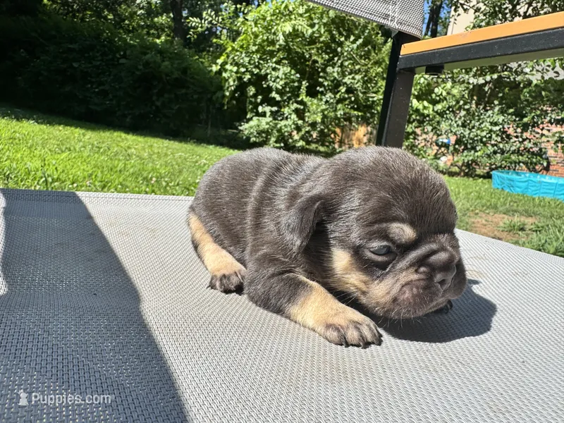 Male – French Bulldog puppy for sale in Imperial, MO