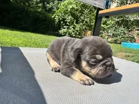 Male, a male French Bulldog for sale in Imperial, MO – 1 of 4