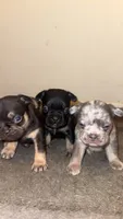 Male, a male French Bulldog for sale in Imperial, MO – 2 of 4