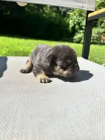 Male, a male French Bulldog for sale in Imperial, MO – 4 of 4