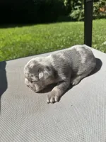 Male, a male French Bulldog for sale in Imperial, MO – 2 of 3
