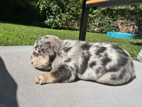 Male, a male French Bulldog for sale in Imperial, MO – 3 of 3