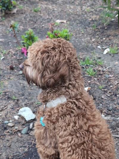 Teddy, a male Australian Labradoodle for sale in Dayton, OH – 8 of 9