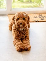Teddy, a male Australian Labradoodle for sale in Dayton, OH – 7 of 9