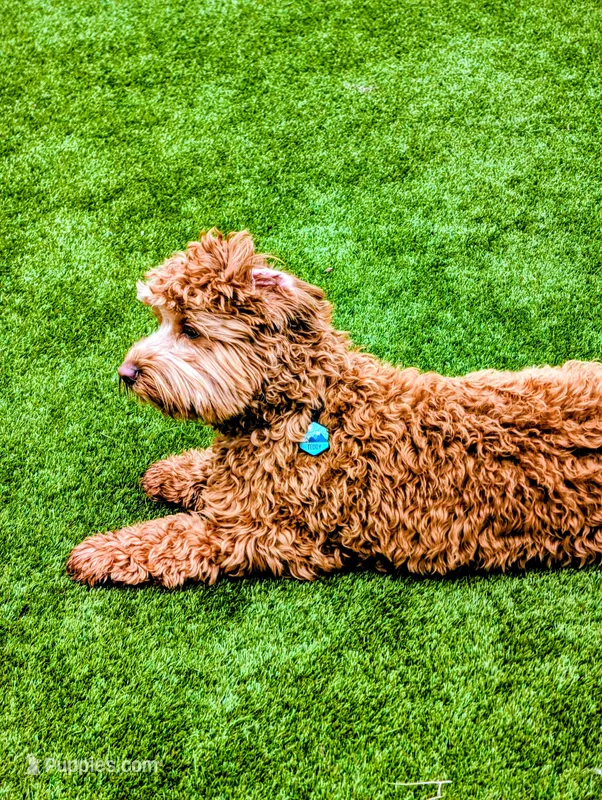 Teddy – Australian Labradoodle puppy for sale in Dayton, OH