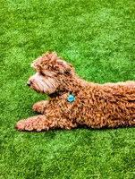 Teddy, a male Australian Labradoodle for sale in Dayton, OH – 1 of 9