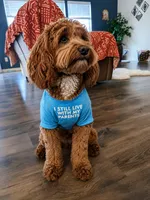 Teddy, a male Australian Labradoodle for sale in Dayton, OH – 9 of 9