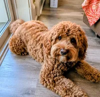 Teddy, a male Australian Labradoodle for sale in Dayton, OH – 2 of 9
