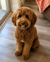 Teddy, a male Australian Labradoodle for sale in Dayton, OH – 5 of 9