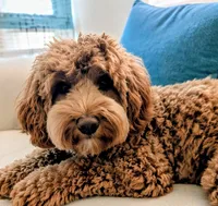 Teddy, a male Australian Labradoodle for sale in Dayton, OH – 3 of 9