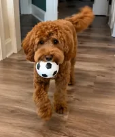 Teddy, a male Australian Labradoodle for sale in Dayton, OH – 4 of 9