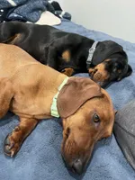 Weenie, a female Miniature Dachshund for sale in Morgan Hill, CA – 5 of 5