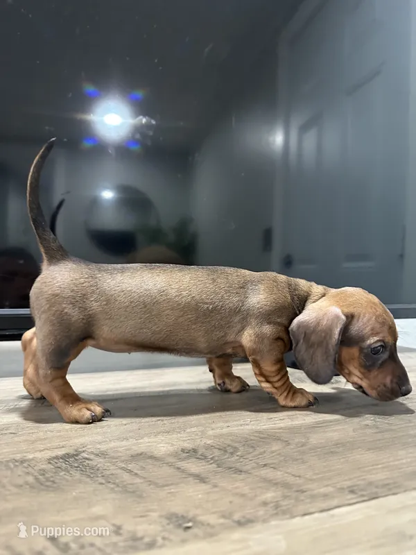 Weenie – Miniature Dachshund puppy for sale in Morgan Hill, CA