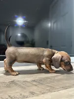 Weenie, a female Miniature Dachshund for sale in Morgan Hill, CA – 1 of 5