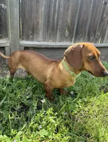 Weenie, a female Miniature Dachshund for sale in Morgan Hill, CA – 4 of 5