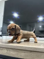 Weenie, a female Miniature Dachshund for sale in Morgan Hill, CA – 2 of 5