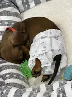 Weenie, a female Miniature Dachshund for sale in Morgan Hill, CA – 3 of 5