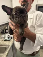 Bella , a female French Bulldog for sale in New Albany, MS – 3 of 5