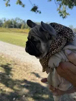 Roxy , a female French Bulldog for sale in New Albany, MS – 2 of 5