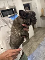 Bella , a female French Bulldog for sale in New Albany, MS – 2 of 5
