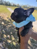 Bella , a female French Bulldog for sale in New Albany, MS – 4 of 5