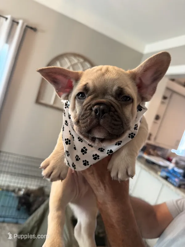 Winston  – French Bulldog puppy for sale in New Albany, MS