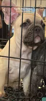 Winston , a male French Bulldog for sale in New Albany, MS – 7 of 7