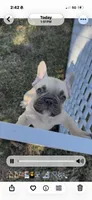 Winston , a male French Bulldog for sale in New Albany, MS – 6 of 7