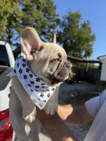 Winston , a male French Bulldog for sale in New Albany, MS – 2 of 7