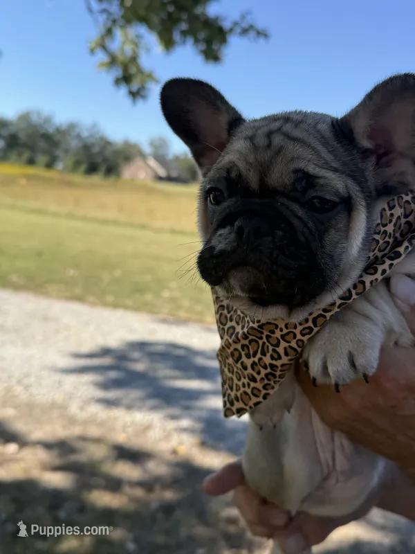 Roxy  – French Bulldog puppy for sale in New Albany, MS