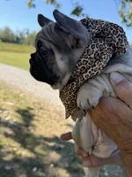 Roxy , a female French Bulldog for sale in New Albany, MS – 3 of 5