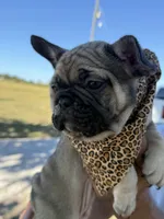 Roxy , a female French Bulldog for sale in New Albany, MS – 5 of 5