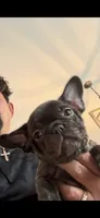 Bella , a female French Bulldog for sale in New Albany, MS – 5 of 5