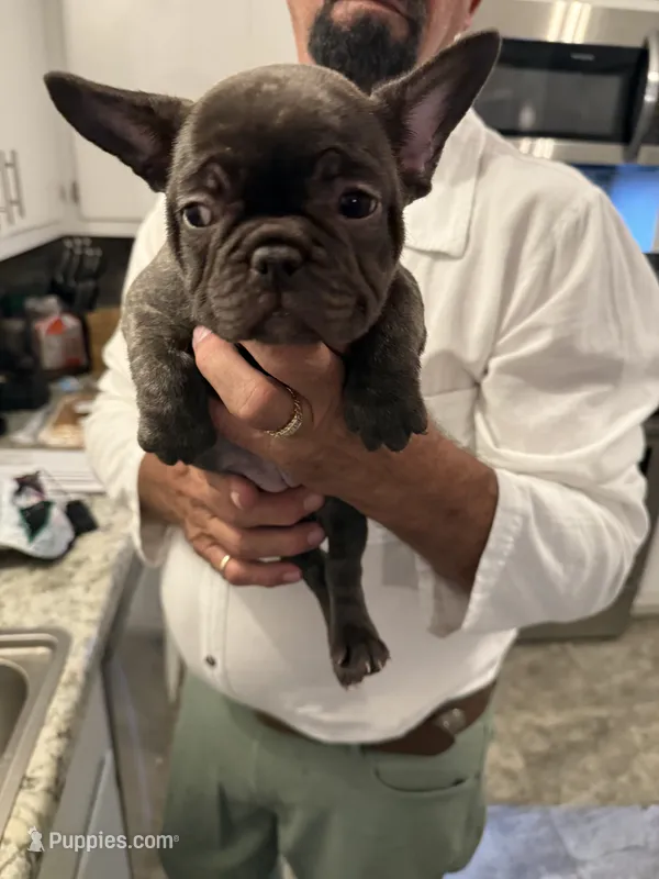 Bella  – French Bulldog puppy for sale in New Albany, MS