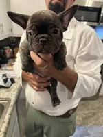 Bella , a female French Bulldog for sale in New Albany, MS – 1 of 5