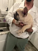 Winston , a male French Bulldog for sale in New Albany, MS – 5 of 7