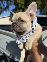 Winston , a male French Bulldog for sale in New Albany, MS – 3 of 7