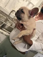Winston , a male French Bulldog for sale in New Albany, MS – 4 of 7