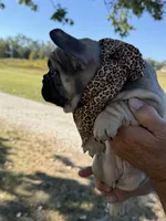 Roxy , a female French Bulldog for sale in New Albany, MS – 4 of 5