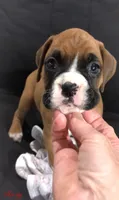 Akc Roxy, a female Boxer for sale in Wooster, OH – 3 of 7