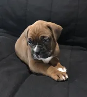  Akc Jackson, a male Boxer for sale in Wooster, OH – 3 of 8