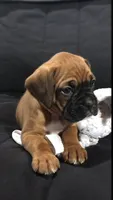 Akc Kia, a female Boxer for sale in Wooster, OH – 2 of 5