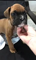 Winston , a male Boxer for sale in Wooster, OH – 2 of 3