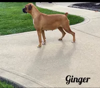 Molly Akc, a female Boxer for sale in Wooster, OH – 6 of 7