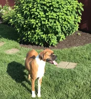 Akc Kia, a female Boxer for sale in Wooster, OH – 5 of 5